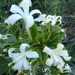 Turraea mombassana Συνήθη χαρακτηριστικά