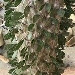 Alluaudia ascendens Hoja