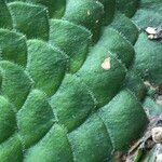 Aeonium tabulaeforme Bark