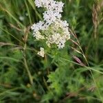 Galium boreale Flower