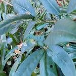 Brunfelsia pauciflora Leaf