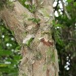 Psiloxylon mauritianum Bark