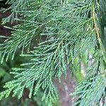 Thuja plicataList