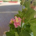 Lantana camara花