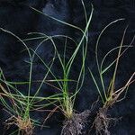 Tripogon filiformis Hábito