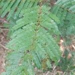 Vachellia cornigera Hoja