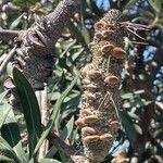 Banksia integrifoliaVrucht