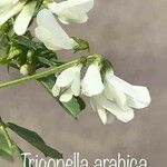 Trigonella arabica Květ