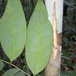 Ptychopetalum olacoides Leaf