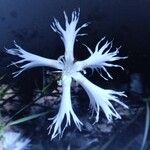 Dianthus hyssopifoliusFlor