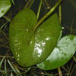 Sagittaria guayanensis Листок