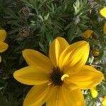 Bidens ferulifolia Virág