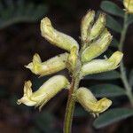 Astragalus gibbsii