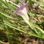 Ipomoea costellata Blomst