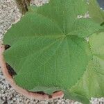 Sparrmannia africana ഇല