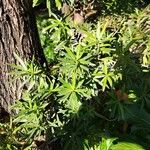 Podocarpus macrophyllus 叶