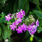 Phlox pilosa Květ