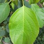 Cornus sericea 葉