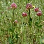 Trifolium ciliolatum Агульны выгляд