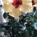 Hibiscus ovalifolius Кветка