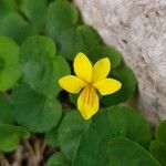 Viola sempervirens Λουλούδι