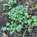 Ranunculus ficaria Hostoa