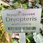 Dryopteris erythrosora 其他