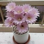 Echinopsis oxygona Flor