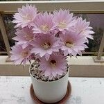 Echinopsis oxygona 花