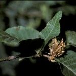 Nothofagus alpina ഫലം