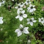 Nigella damascenaᱵᱟᱦᱟ