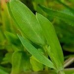 Stellaria alsine Blad