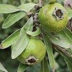 Pyrus salicifolia Fruit