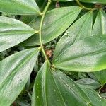 Costus scaber Hostoa