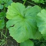 Geum macrophyllum 叶