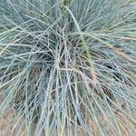 Festuca glaucaبرگ