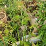 Cyperus haspan 葉