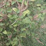 Amaranthus deflexus 葉