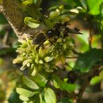 Dalbergia melanoxylon Цвят