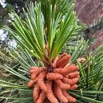 Pinus contorta Blomma