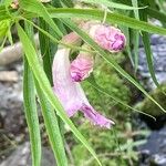 Chilopsis linearis Flower