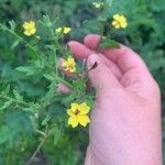 Goodenia heterophylla പുഷ്പം