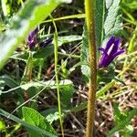 Campanula glomerata Corteza