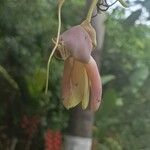 Mucuna urens Flor
