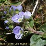 Veronica repens Other