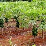 Carica papaya Fruit