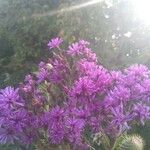 Vernonia gigantea Flower