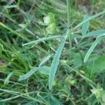 Trifolium ochroleucon Leaf