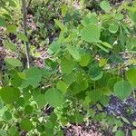 Populus tremuloides Folha