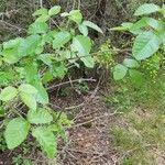 Toxicodendron diversilobum Hoja
